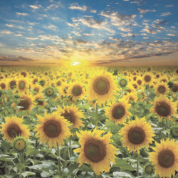 ECOSUN GS AVECIMPRESSION...