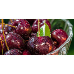 ECOSUN GS AVECIMPRESSION D'IMAGE