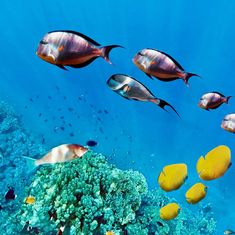 ECOSUN GS AVECIMPRESSION D'IMAGE