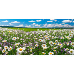 Ecosun Glass GS avec impression d'image - Panneau Rayonnant en verre